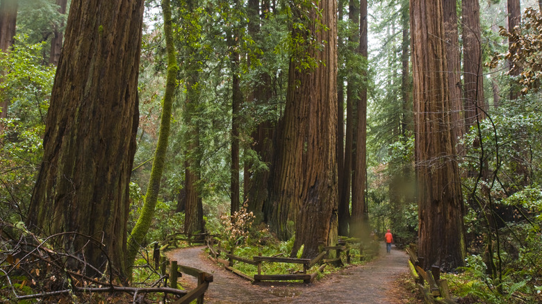 Person walks amid old growth trees in Muir Woods National Monument.