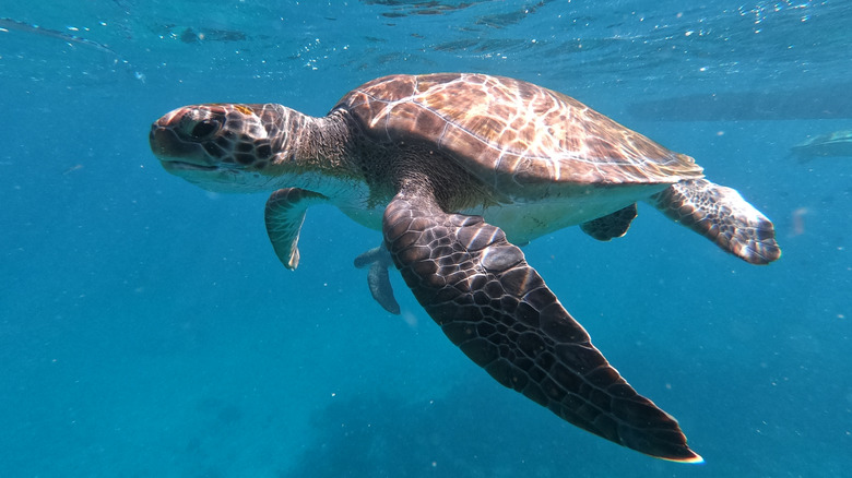 A sea turtle in the waters of the Cape Verde archipelago