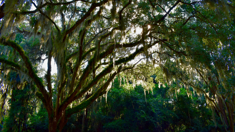 Live oak trees with Spanish moss