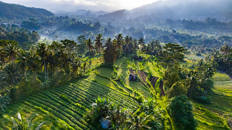 lush terraced rice fields