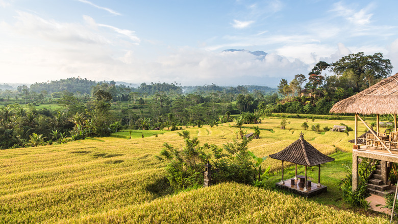 rattan bungalow Bali rice fields