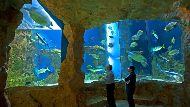 haus des meeres aquarium