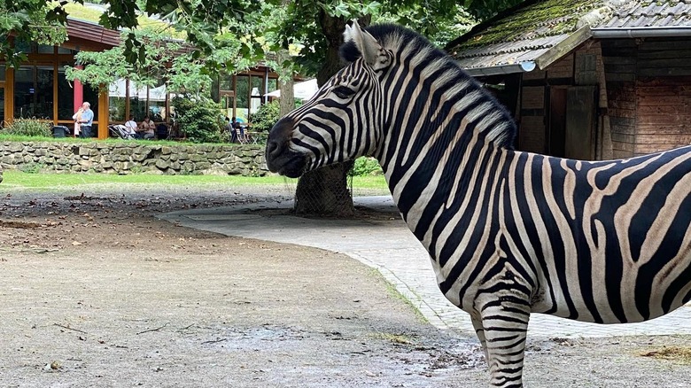 Animals and visitors at NaturZoo Rheine