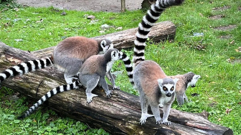 Lemurs at NaturZoo Rheine