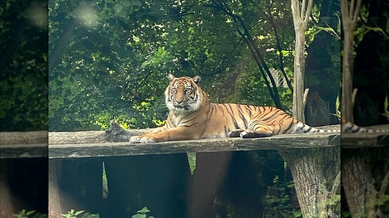 Tiger at NaturZoo Rheine