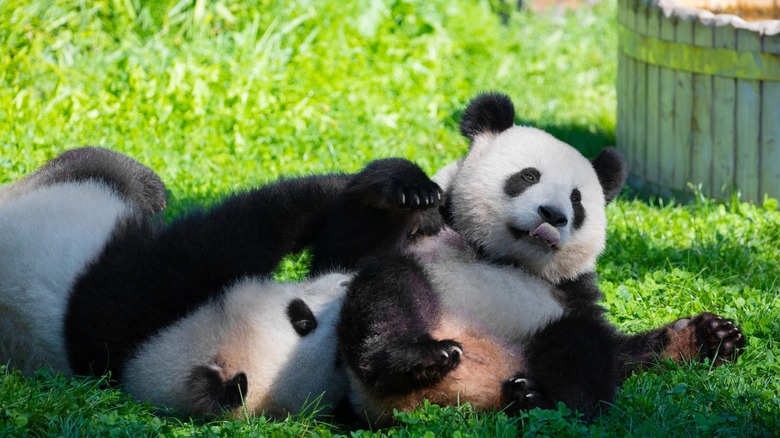 Chinese pandas play Berlin Zoo