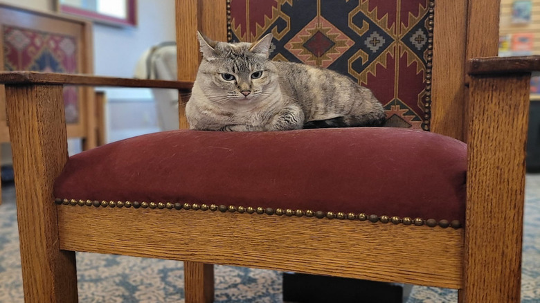 Cat lounging in the library on a red chair at the Sylvia Beach Hotel