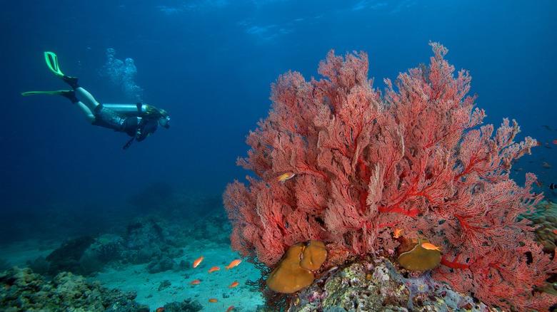 Scuba diver in coral reef