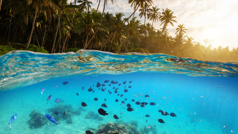 Underwater view of the Dominican coastline