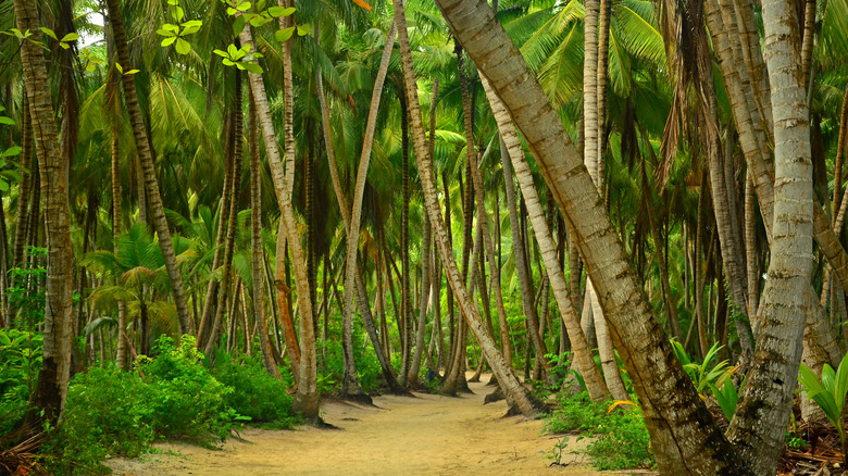 Palm forest trails within Soana Island, Dominican Republic