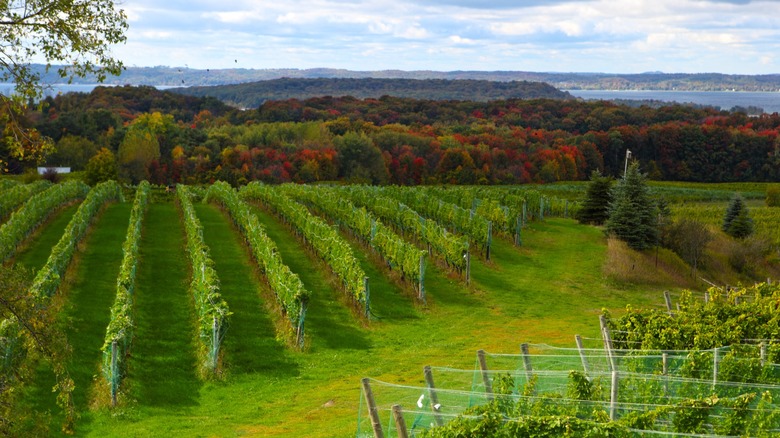 Old Mission Peninsula autumn vineyard