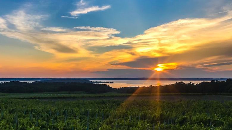 vineyard sunset over Lake Michigan