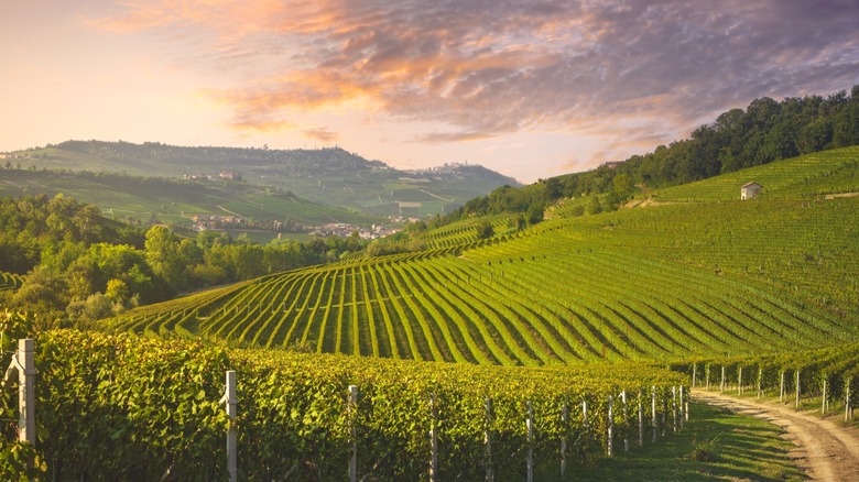 vineyard landscape in Piedmont, Italy