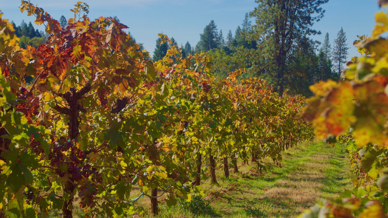 Vineyards in Apple Hill