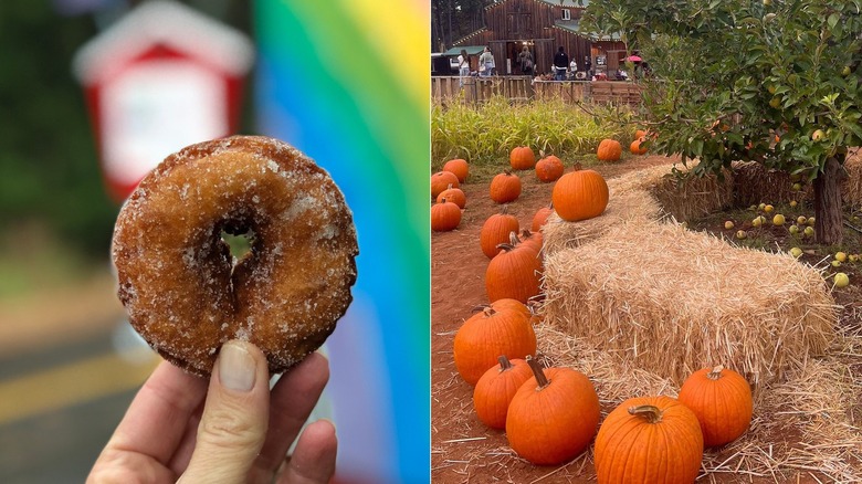 Donut, pumpkin patch