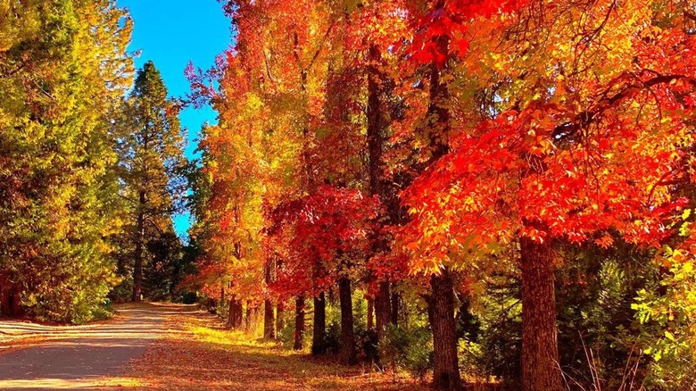 Fall foliage in California