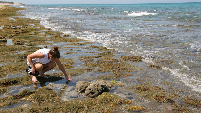 Person exploring pools at Coral Cove Park Florida