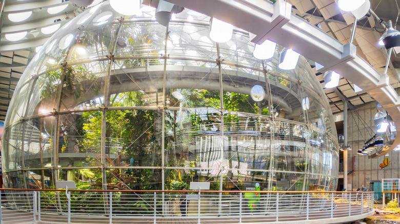 The Osher Rainforest at the the California Academy of Sciences