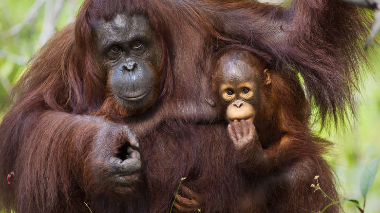 The Semenggoh Wildlife Centre's orangutans in Kuching, Malaysia