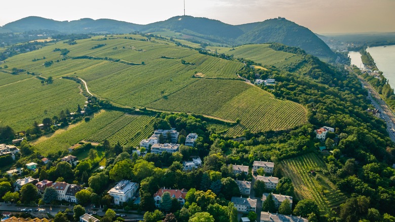 Aerial view of vineyards, Nussdorf