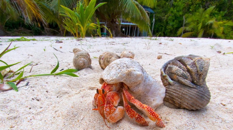 Hermit crabs white sand