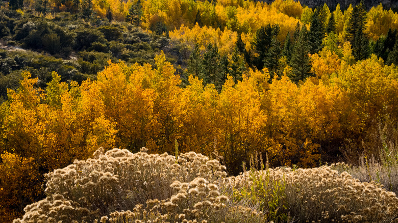 Autumn leaves at Lee Vining Canyon in California