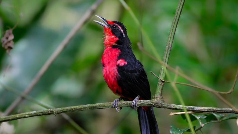 rosy-thrush tanager singing on branch