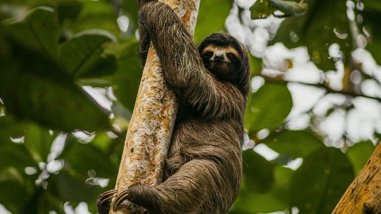 Sloth clings to a tree in the forest of Costa Rica