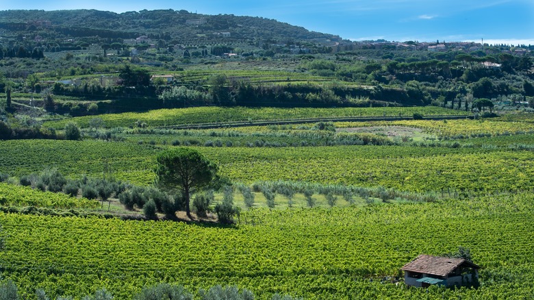 Panorama of vineyards in Frascati