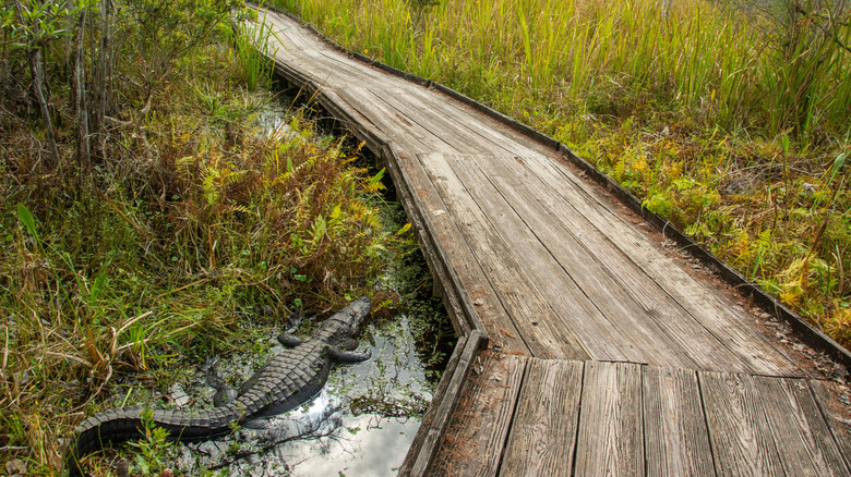 An alligator in the Barataria Preserve next to the boardwalk