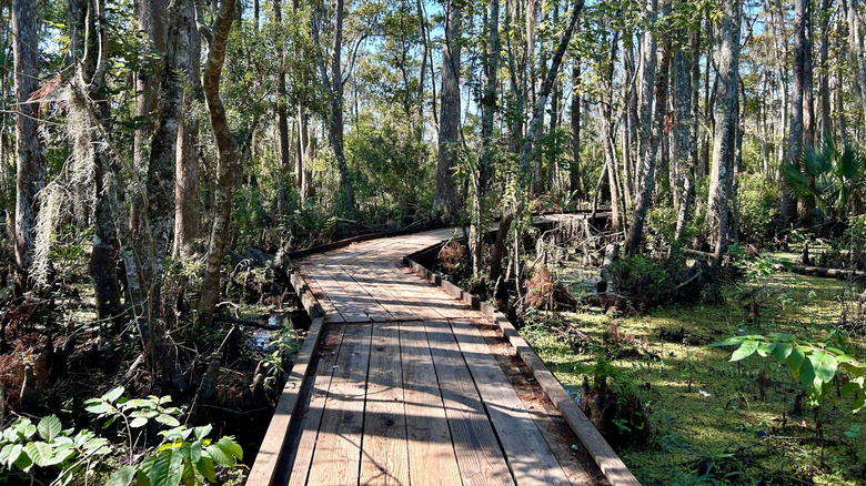 A boardwalk through the Barataria Preserve