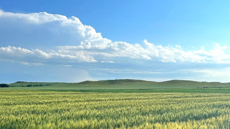 Rolling green fields beneath cloudy blue skies in Hettinger, North Dakota