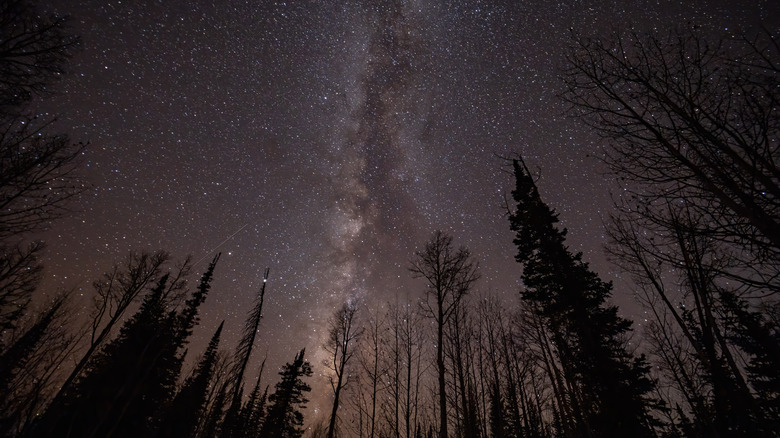 Milky Way above the forest at Cedar Breaks