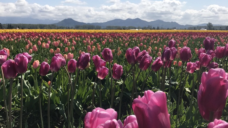 Skagit River Valley tulips