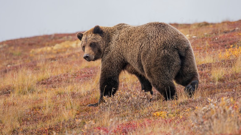 Grizzly bear walking in Denali, Alaska