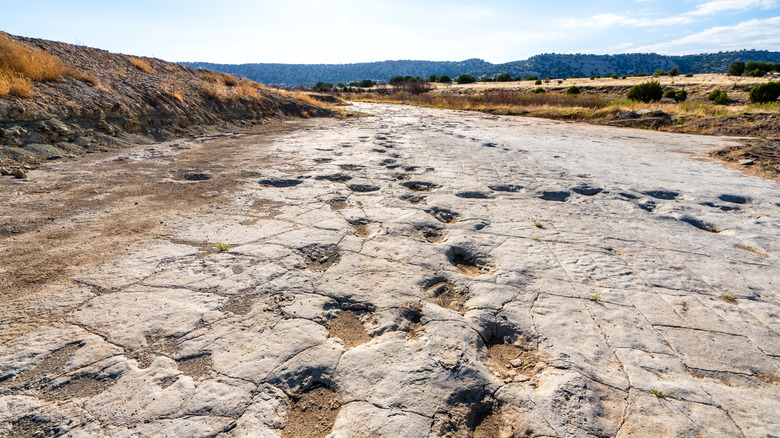 Brontosaurus tracks preserved in rock at Picketwire Canyon Trail