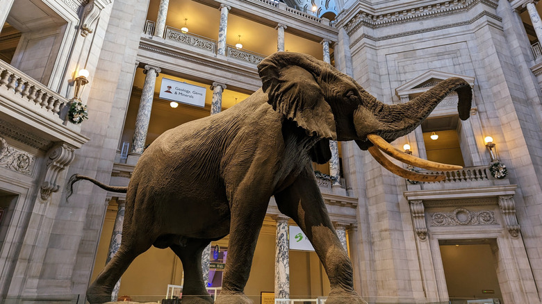 An elephant on display at the Smithsonian National Museum of Natural History in Washington DC