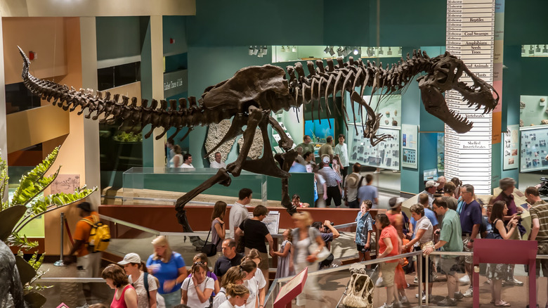 Smithsonian National Museum of Natural History T Rex skeleton dinosaur