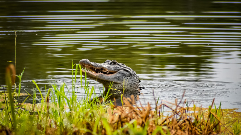 Alligator in a Louisiana swamp