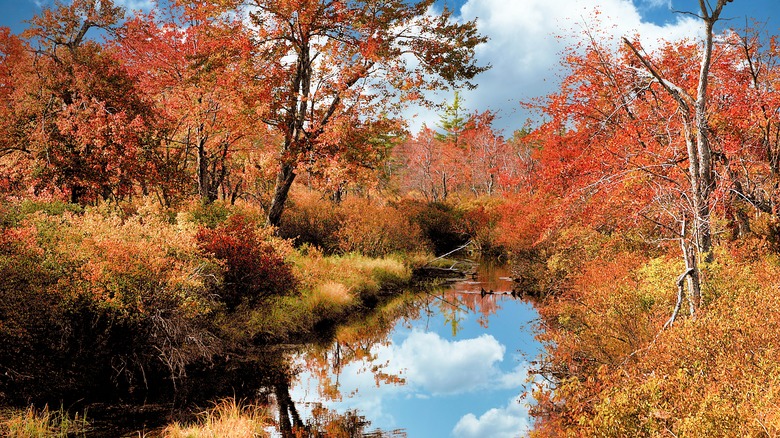 Woodland stream Pocono Mountains