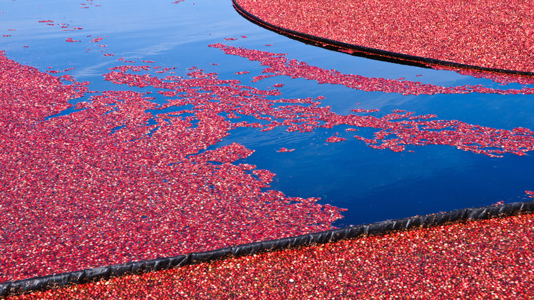 Cape Cod cranberries October