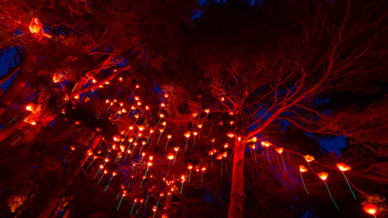 trees lit with red lights