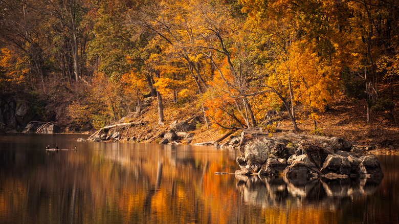 Fall foliage and pond