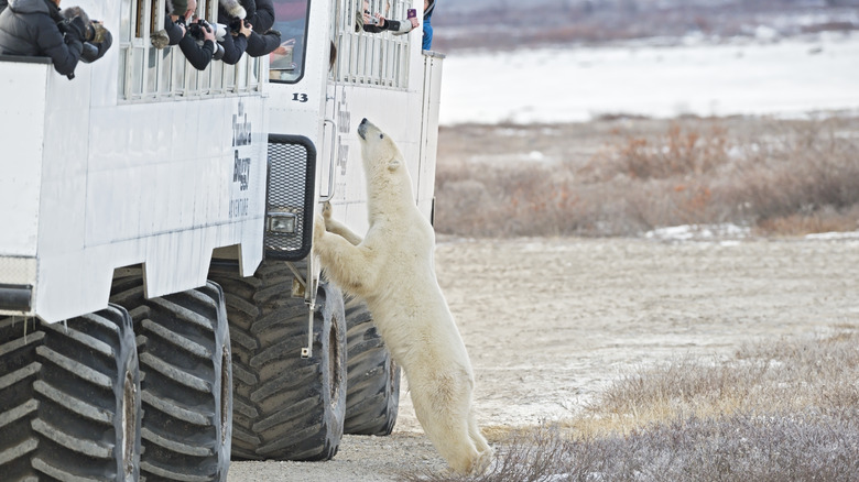 Tundra buggy polar bear tour