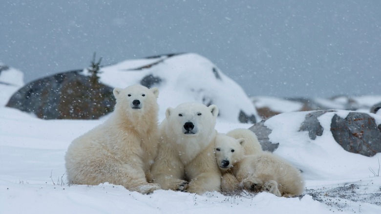 Polar bear and cubs