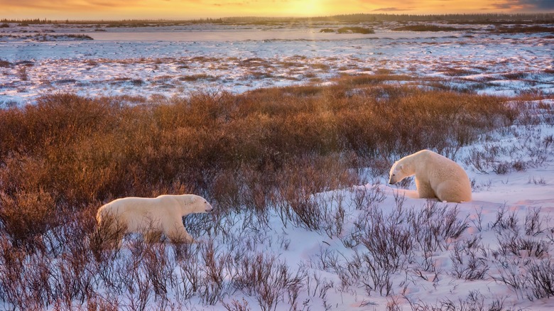 Two polar bears near Churchill