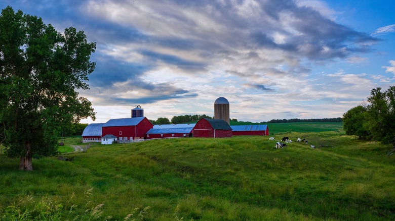 Cows grazing next to a red dairy farm in the fields of Wisconsin