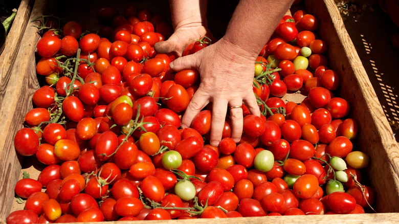 Hands sorting through tomatoes at Foggia market