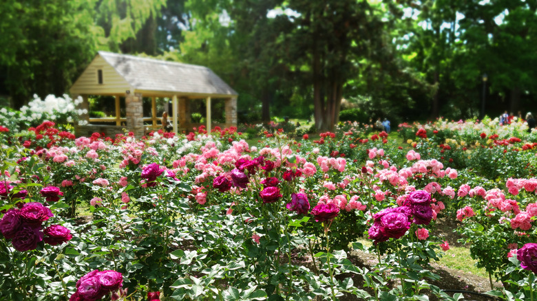 View of Raleigh Rose Garden rose bedswith shelter in background