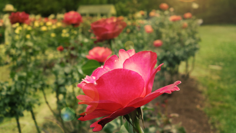 Close up view of rose at Raleigh Rose Garden